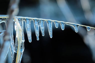 Buzlu yağmurdan sonra buz ve sarkıtlarla kaplı ağaç dalı