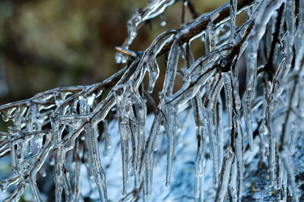 Branche Arbre Couverte Glace Glaçons Après Pluie Verglaçante — Photo