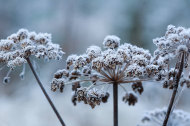 Sonbaharda soğuk havada buzla kaplı bitkiler.
