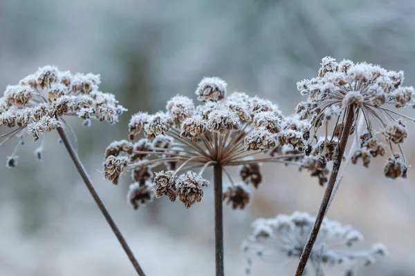 Ősszel Faggyal Borított Növények Hideg Időben — Stock Fotó