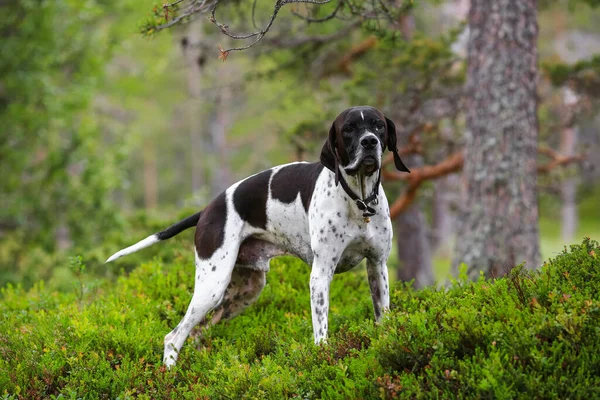 Pies Angielski Wskaźnik Stojący Lesie — Zdjęcie stockowe