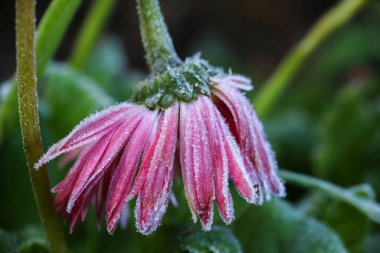 Autumn frost on the blooming flowers in the garden