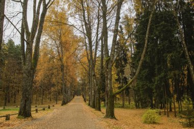 Autumn nature  in the park with the path covered with yellow leaves 