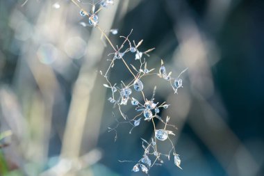 Grass covered with  ice drops n the cold day in october