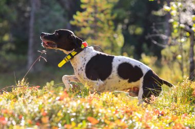 Dog english pointer hunting in the autumn  with gps trekker