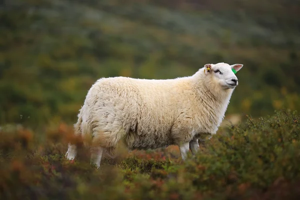 Norska Vita Får Fjällen Hösten — Stockfoto