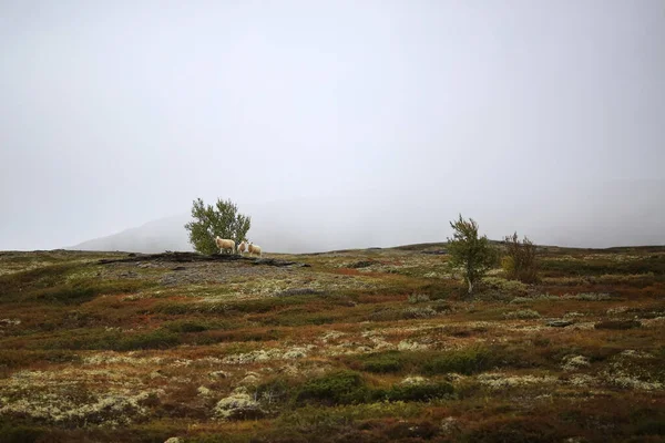 Norwegian White Sheeps Mountains Foggy Day Autumn — Stock Photo, Image