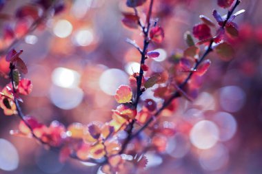 Norveç 'te sonbaharda dağlarda renkli canlı alp bitkisi huş ağacı (Betula Nana)