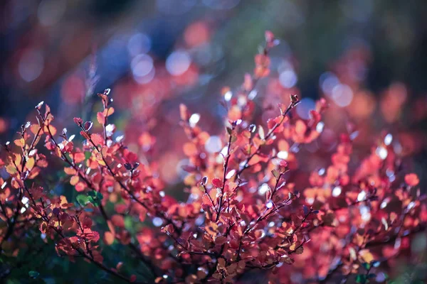 Bunte Lebendige Alpenflora Zwergbirke Betula Nana Den Bergen Herbst Norwegen — Stockfoto