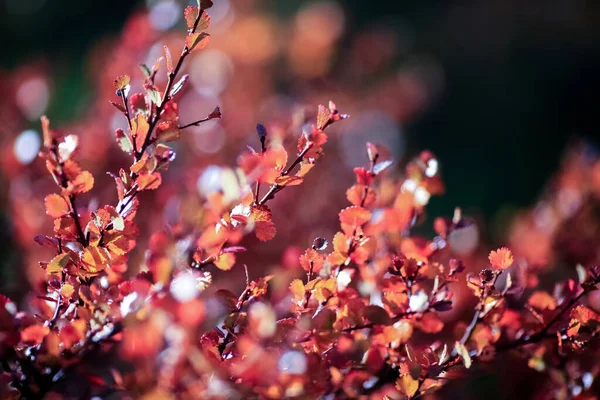 Colorful Vivid Alpine Flora Dwarf Birch Betula Nana Mountains Autumn — Stock Photo, Image