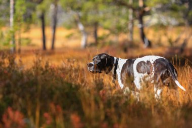 Köpek ingilizce işaretçisi sonbahar ormanında duruyor.