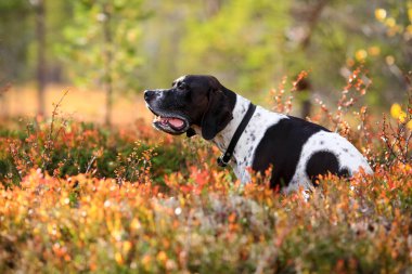 Köpek ingilizce işaretçisi sonbahar ormanında oturuyor.
