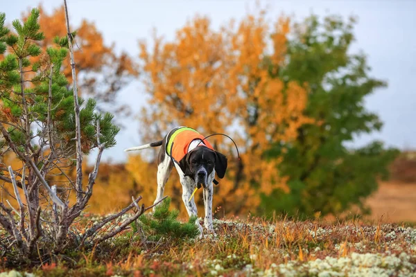 Dog english pointer hunting in the autumn mountains with GPS tracker