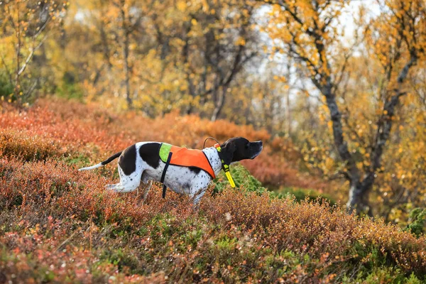 Dog english pointer hunting in the autumn mountains with GPS tracker