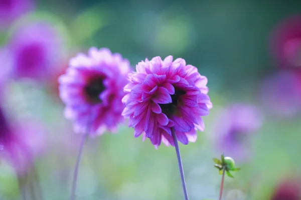 Dahlia Member Compositae Also Called Asteraceae Family Dicotyledonous Plants Blooming — Stock Photo, Image