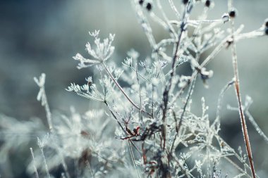 Ekim 'de soğuk havada buzla kaplı bitkiler ve ağaçlar
