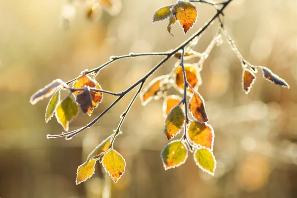 Planten Bomen Bedekt Met Vorst Het Koude Weer Oktober — Stockfoto