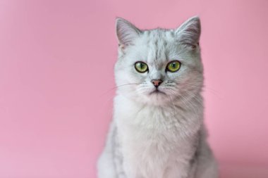 Pembe arka planda izole edilmiş bir İskoç kedisinin portresi. Kameraya bakıyor. Pankart