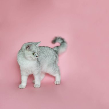 Pembe arka planda izole edilmiş bir İskoç kedisinin portresi. Aşağı bakıyor.