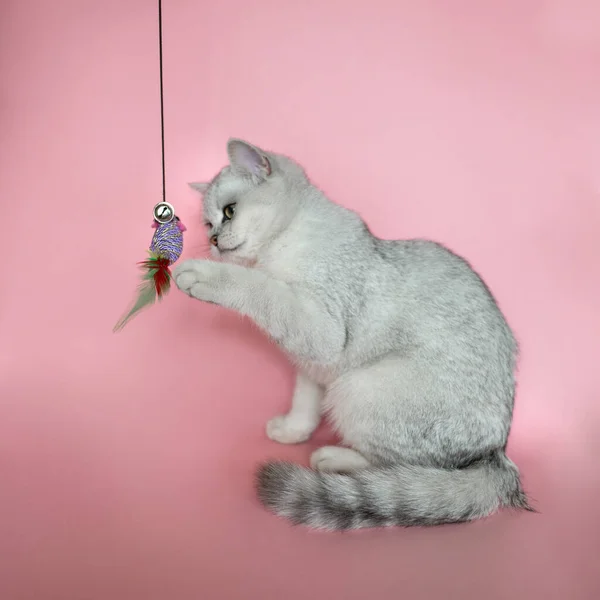 Skotsk Katt Leker Med Mus Isolerad Rosa Bakgrund — Stockfoto