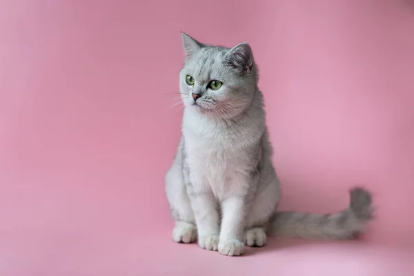 Porträt Einer Schottischen Katze Mit Grünen Augen Auf Rosa Hintergrund Stockbild