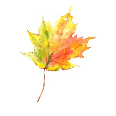 suluboya yaprak beyaz arkaplanda izole