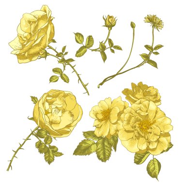 çiçek tasarım öğeleri kümesi.