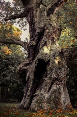 Buruşuk meşe ağacı, sonbahar dalları, doğal arka plan. Büyülü antik meşe ağacı  