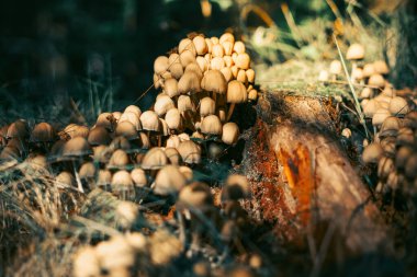 Mantarlı karanlık orman. Zehirli mantar mistik ormanı. Goblincore doğa arka planı