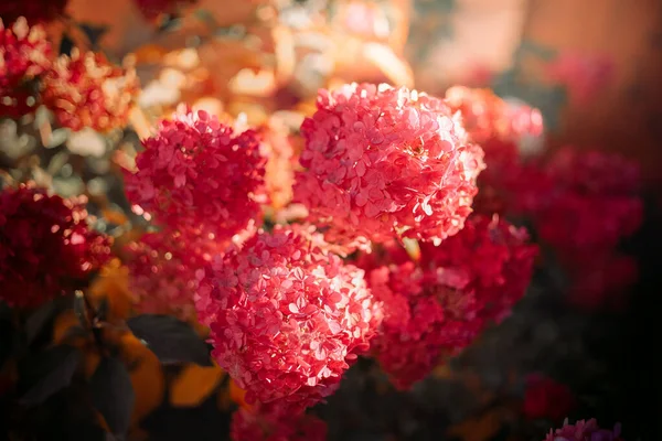 Růžová Hortenzie Slunci Moderní Kuželovitá Květinová Hlava Hydrangea Paniculata — Stock fotografie