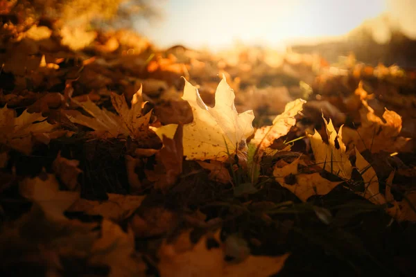 가을은 빛으로 자연의 배경을 남긴다 — 스톡 사진