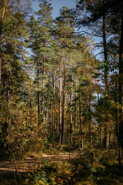 Floresta Pinheiro Luz Sol Floresta Mística Fundo Natural — Fotografia de Stock