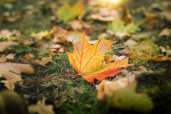 가을은 빛으로 자연의 배경을 남긴다 — 스톡 사진