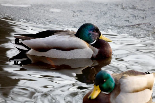 Wild Duck Pond Closeup Beautiful Mallard Male Duck — Stock Photo, Image