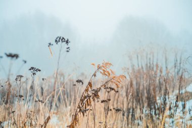 Klasik kuru çiçekler, yakın plan. Estetik tonlu doğa manzarası. Kış tasarımı görüntüleme fotoğrafı 