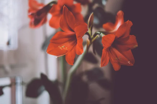 Estetické Červené Květy Amaryllis Náladových Tónech Ročník Ošuntělý Efekt Zátiší — Stock fotografie
