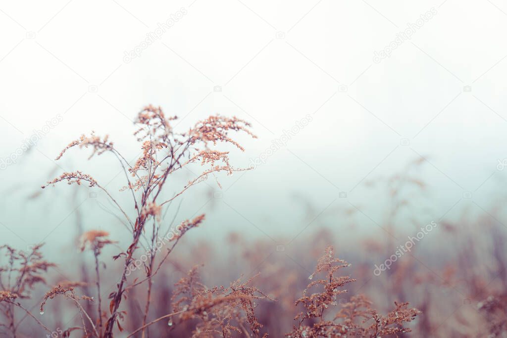 Vintage dry flowers closeup. Aesthetic toned nature landscape background. Winter design viewphoto 