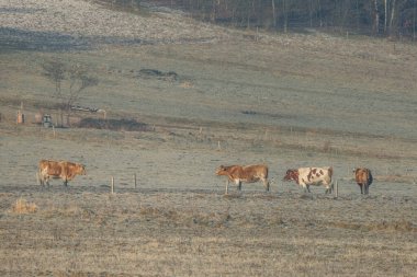 Buzlu bir sabahta çayırda inekler.
