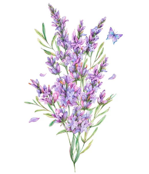 Акварельні Квіти Лаванди Натуральна Ілюстрація Вінтажному Стилі — стокове фото
