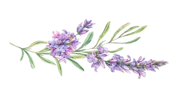 Акварельні Квіти Лаванди Натуральна Ілюстрація Вінтажному Стилі — стокове фото
