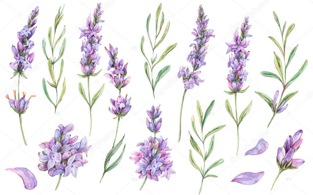 Watercolor set of lavender flowers natural elements in vintage s