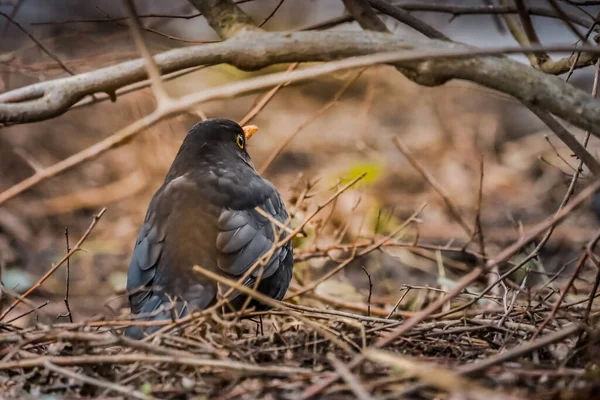 Comida Starling Comum Grama Seca — Fotografia de Stock