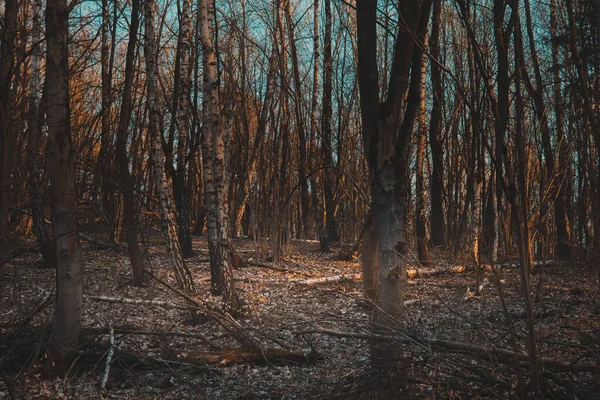 Glade Gotas Neve Entre Árvores Sombrias Floresta Primeiras Flores Brancas — Fotografia de Stock