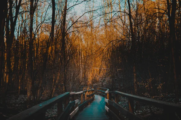 Hölzerne Schmale Brücke Wald Bei Sonnenuntergang Holzweg Zwischen Den Bäumen — Stockfoto