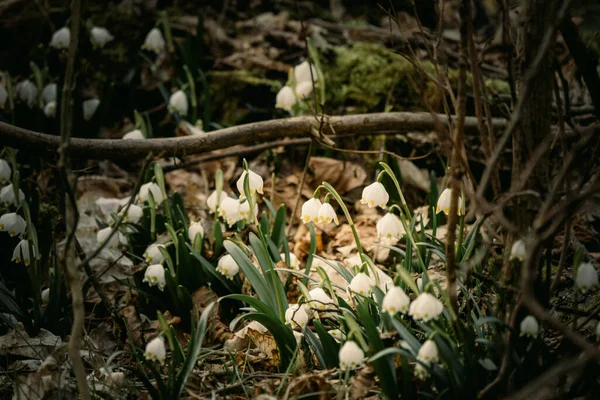 Перші Квіти Снігу Сухій Траві Лісі Розмитий Фон Вибірковим Фокусом — стокове фото