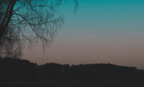 Baumsilhouetten Abendhimmel Bei Sonnenuntergang — Stockfoto