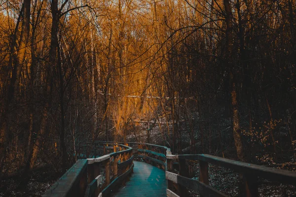 Hölzerne Schmale Brücke Wald Bei Sonnenuntergang Holzweg Zwischen Den Bäumen — Stockfoto