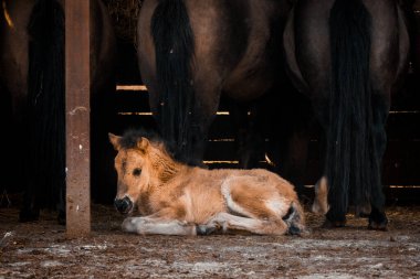 Atların arka planında yatan şirin yavru at. koyu estetik