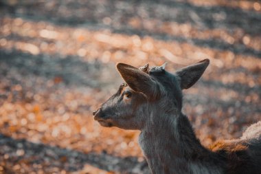 Güneş ışığındaki güzel bir geyik geyiğinin kafası. Vahşi hayvan. 
