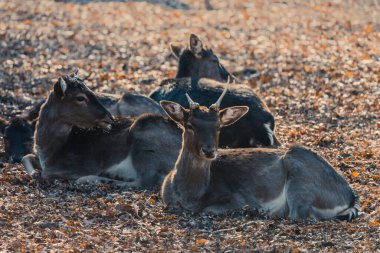 Bir grup yumurta geyiği Capreolus Capreolus güneş ışığında kuru yaprakların üzerinde yatıyor.